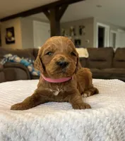 Hazel - Medium, a female Goldendoodle for sale in Warsaw, NY – Photo 2 of 3