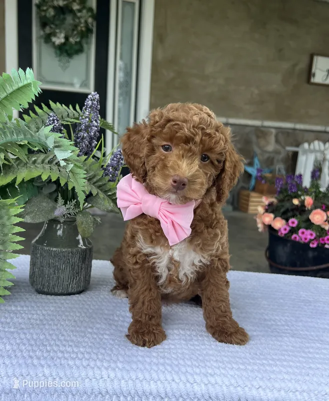 River - Mini – Miniature Goldendoodle puppy for sale in Warsaw, NY