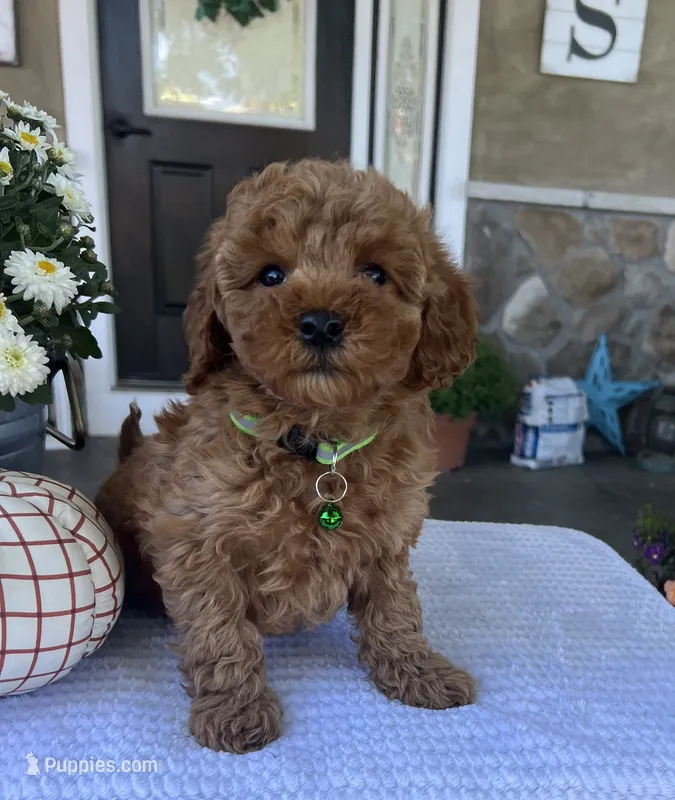 Skye - Mini – Miniature Goldendoodle puppy for sale in Warsaw, NY