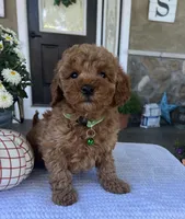 Skye - Mini, a female Miniature Goldendoodle for sale in Warsaw, NY – 1 of 4