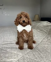 Rosie - Mini, a male Miniature Goldendoodle for sale in Warsaw, NY – 4 of 4