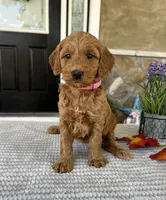 Lacey - Medium, a female Goldendoodle for sale in Warsaw, NY – 3 of 4