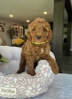 Gemma - Mini, a female Miniature Goldendoodle for sale in Warsaw, NY – 4 of 4