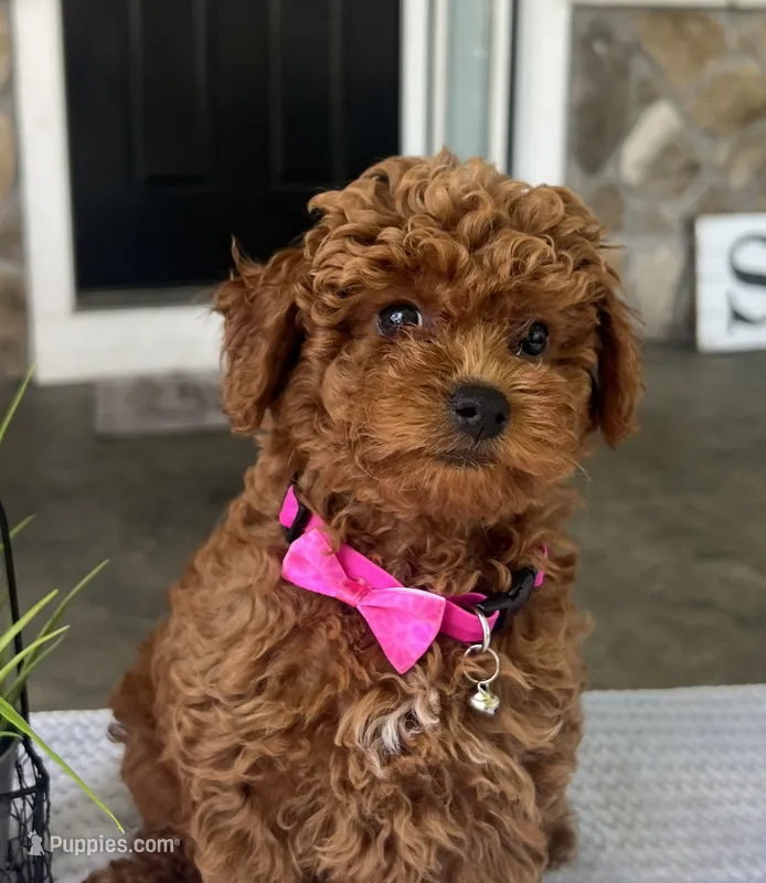 Zoey - Mini – Miniature Goldendoodle puppy for sale in Warsaw, NY