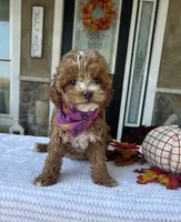 Willow - Petite Mini, a female Miniature Goldendoodle for sale in Warsaw, NY – 5 of 5