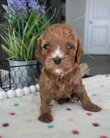 Bailey - Medium, a female Goldendoodle for sale in Warsaw, NY – 1 of 2