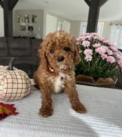 Atlas - Mini, a male Miniature Goldendoodle for sale in Warsaw, NY – 4 of 4