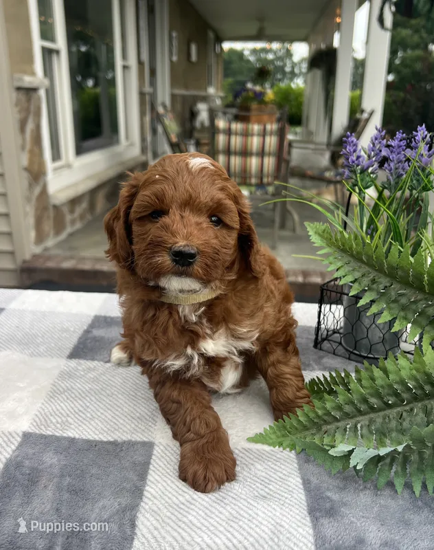 Cody - Mini – Miniature Goldendoodle puppy for sale in Warsaw, NY