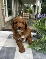 Cody - Mini, a male Miniature Goldendoodle for sale in Warsaw, NY – 1 of 3