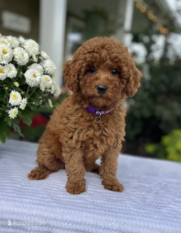 Aurora - Mini – Miniature Goldendoodle puppy for sale in Warsaw, NY