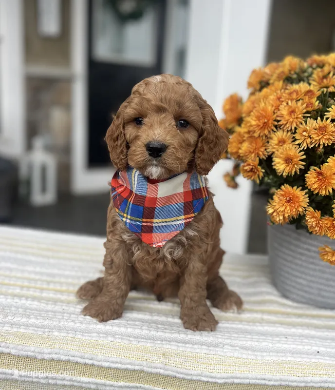 Blaze - Medium – Goldendoodle puppy for sale in Warsaw, NY