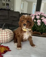 Ava - Mini, a female Miniature Goldendoodle for sale in Warsaw, NY – 2 of 4