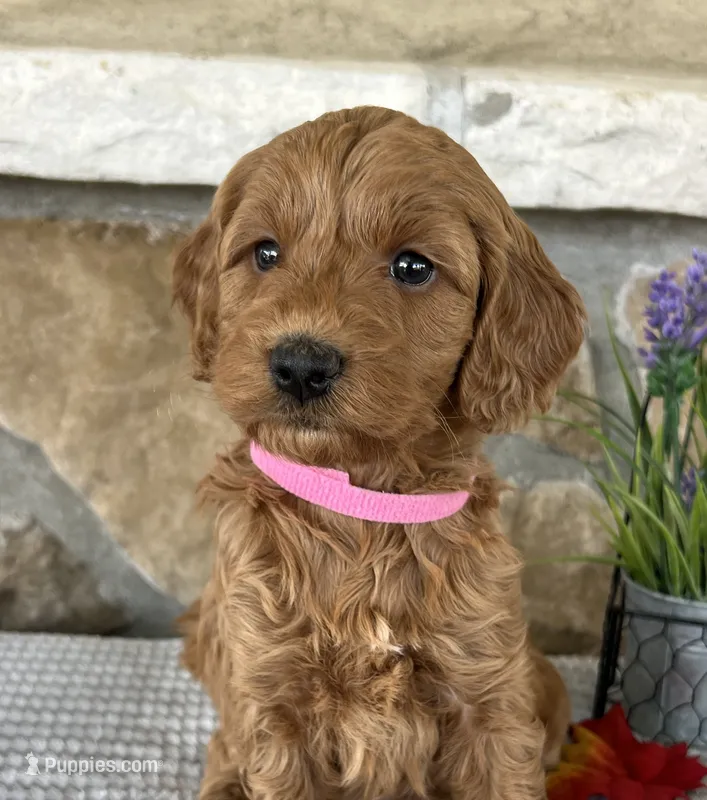 Lacey - Medium – Goldendoodle puppy for sale in Warsaw, NY