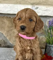 Lacey - Medium, a female Goldendoodle for sale in Warsaw, NY – 1 of 4