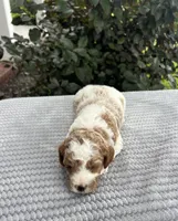 Leo - Mini, a male Miniature Goldendoodle for sale in Warsaw, NY – 2 of 4