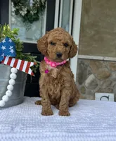 Willow - Medium , a female Goldendoodle for sale in Warsaw, NY – 2 of 4