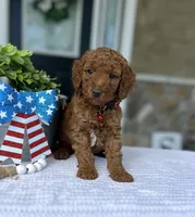 Walker - Medium, a female Goldendoodle for sale in Warsaw, NY – 2 of 4