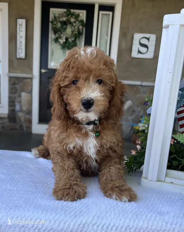 George - Mini – Miniature Goldendoodle puppy for sale in Warsaw, NY
