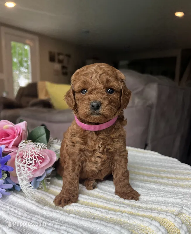 Zoey - Mini – Miniature Goldendoodle puppy for sale in Warsaw, NY