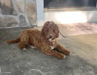 Gunner - Mini, a male Miniature Goldendoodle for sale in Warsaw, NY – 2 of 4