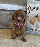 Bailey - Medium, a female Goldendoodle for sale in Warsaw, NY – 3 of 4