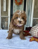 Willow - Petite Mini, a female Miniature Goldendoodle for sale in Warsaw, NY – 2 of 5