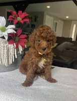 Ruby, a female Miniature Goldendoodle for sale in Warsaw, NY – 3 of 4