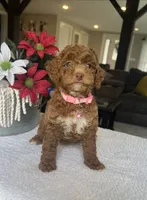 River - Mini, a female Miniature Goldendoodle for sale in Warsaw, NY – 4 of 5