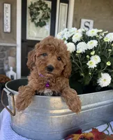 Sophie - Mini, a female Miniature Goldendoodle for sale in Warsaw, NY – 3 of 5