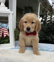 Max, a male Golden Retriever for sale in Warsaw, NY – 2 of 3