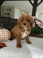 Atlas - Mini, a male Miniature Goldendoodle for sale in Warsaw, NY – 3 of 4