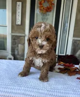 Willow - Petite Mini, a female Miniature Goldendoodle for sale in Warsaw, NY – 3 of 5