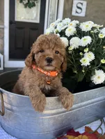Scarlett - Mini, a female Miniature Goldendoodle for sale in Warsaw, NY – 2 of 4