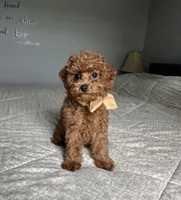 Zadie- Mini, a female Miniature Goldendoodle for sale in Warsaw, NY – 3 of 4