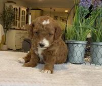 Lincoln - Mini, a male Miniature Goldendoodle for sale in Warsaw, NY – Photo 2 of 3