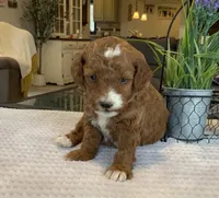 Lincoln - Mini, a male Miniature Goldendoodle for sale in Warsaw, NY – Photo 1 of 3