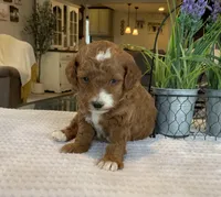 Lincoln - Mini, a male Miniature Goldendoodle for sale in Warsaw, NY – Photo 3 of 3