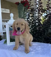 Bella, a female Golden Retriever for sale in Warsaw, NY – 3 of 6
