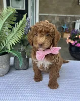 River - Mini, a male Miniature Goldendoodle for sale in Warsaw, NY – 3 of 3