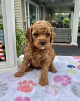 Hazel - Mini, a female Miniature Goldendoodle for sale in Warsaw, NY – 1 of 4