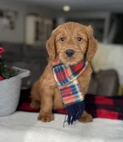 Jase , a male Goldendoodle for sale in Warsaw, NY – Photo 5 of 7