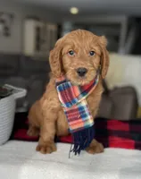 Jase , a male Goldendoodle for sale in Warsaw, NY – Photo 3 of 7