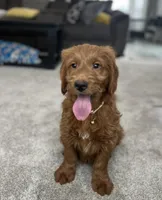 Jase , a male Goldendoodle for sale in Warsaw, NY – Photo 1 of 7