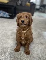 Jase , a male Goldendoodle for sale in Warsaw, NY – Photo 6 of 7