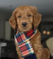 Jase , a male Goldendoodle for sale in Warsaw, NY – Photo 4 of 7