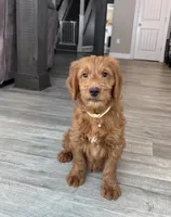 Jase , a male Goldendoodle for sale in Warsaw, NY – Photo 7 of 7