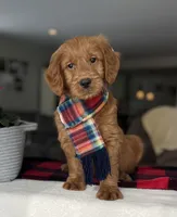 Jase , a male Goldendoodle for sale in Warsaw, NY – Photo 2 of 7