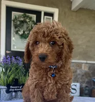 Zander - Mini, a female Miniature Goldendoodle for sale in Warsaw, NY – 3 of 4