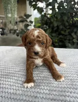 Luna - Mini, a female Miniature Goldendoodle for sale in Warsaw, NY – 2 of 3