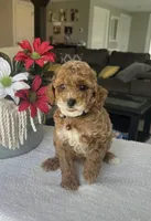 Rory - Mini, a male Miniature Goldendoodle for sale in Warsaw, NY – 4 of 4